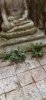 RT-Diorama 35617 Jungle Plant No.7 1/35